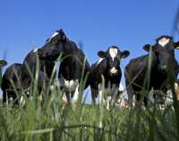 Weaker Dairy Demand Growth Will Not Prevent Price Recovery