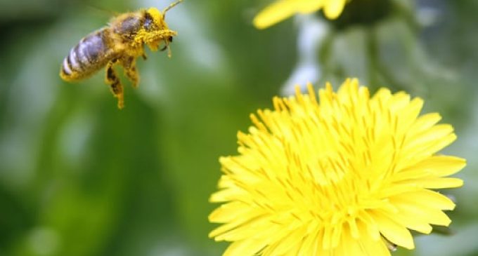 EU Commission to Proceed With Plan to Better Protect Bees