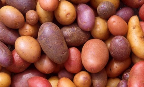 Potatoes offer nutritional value for money, say researchers