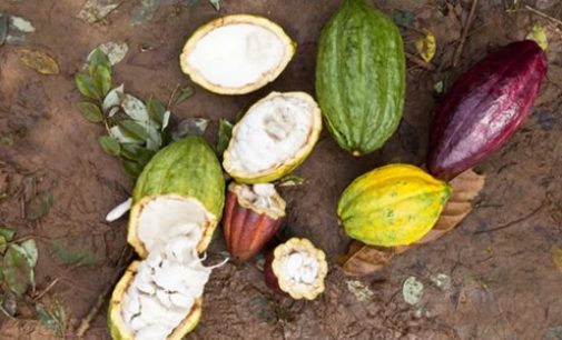 Cocoa genetics: Mars unlocks sequence to higher yields and tastier chocolate