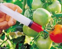 Make GM food science research top priority: producers