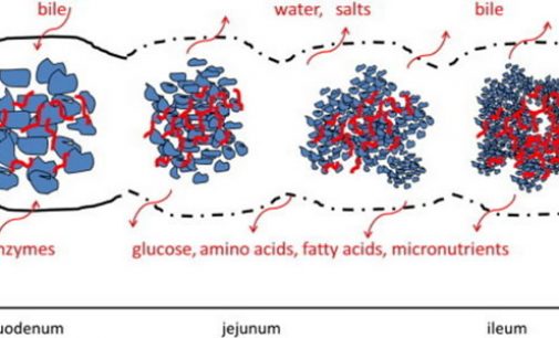 Healthy hydrocolloids: Designing foods with a healthier structure