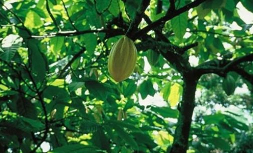 Natra to source 100% certified cocoa by 2020