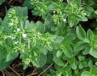 Stevia: The Holy Grail or fail for chocolate?