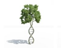 Plant Ageing Gene Key to Food Supply