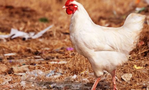 Launch of £12 Million Loan Scheme For Poultry Litter Processing Plants