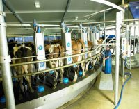 Fonterra and Abbott to Form Strategic Alliance For Dairy Farming in China