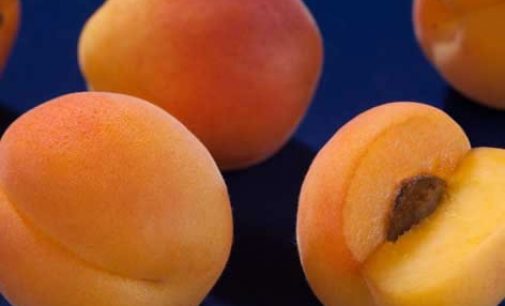 English Apricot Industry Starts Up