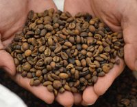 Nestlé Invests SFr80 Million in Factory For Decaffeinated Coffee Beans