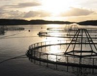 Cargill Spawns New Era in Aquaculture