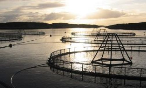 Cargill Spawns New Era in Aquaculture