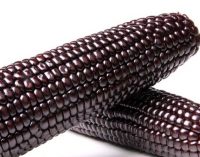 Healthy Food Ingredients buys maker of famous purple corn