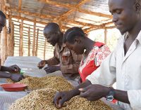 USAID Joins Nespresso and TechnoServe in Supporting South Sudan’s Coffee Farmers