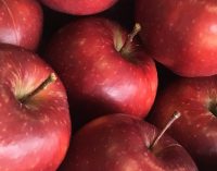 New Apple Variety to Revolutionise English Apple Season