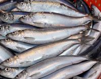 New Herring Season Gets Underway