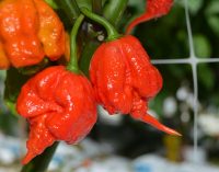 World’s Hottest Chilli Pepper on Sale at Tesco