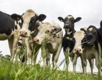 British Dairy Farmers Being Short-changed to Tune of £200 Million