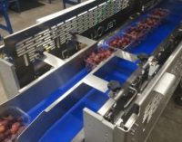 New packaging machinery for grapes cuts costs and reduces environmental impact