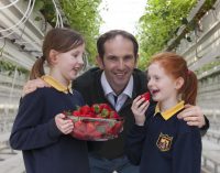 Keelings Celebrates Harvest of First Irish Strawberries