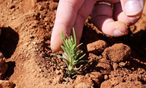 Field-to-Fork Organic Rosemary Solutions From Frutarom