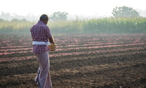 Arjuna Confirms Origin-cultivated Amaranth Supply