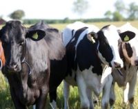 Lantmännen Acquires Cattle Feed Business From Raisio