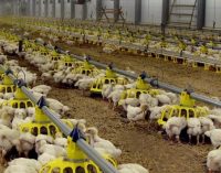 Cherkizovo Group to Strengthen its Position in Russian Poultry