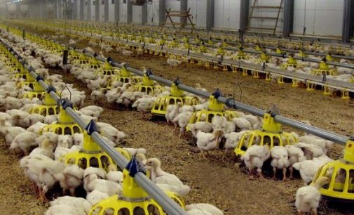 Cherkizovo Group to Strengthen its Position in Russian Poultry