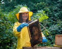 Irish Heather Honey Buzzing With Health