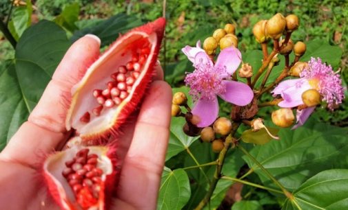 Annatto Colour Certified Organic For IFF’s Frutarom Division