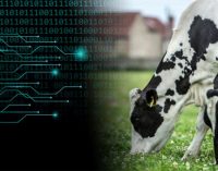 New Artificial Intelligence Tool Predicts How Much Milk 1.5 Million Cows Will Produce