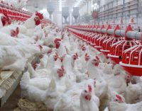 Atria Planning €130 Million Investment Project to Increase Poultry Production in Finland