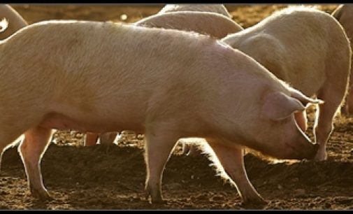 Cranswick Acquires Pig Farming Business